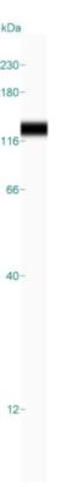 ORP150/HSP12A Antibody, Novus Biologicals:Antibodies:Primary Antibodies