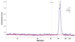 ORP150/HSP12A Antibody, Novus Biologicals:Antibodies:Primary Antibodies