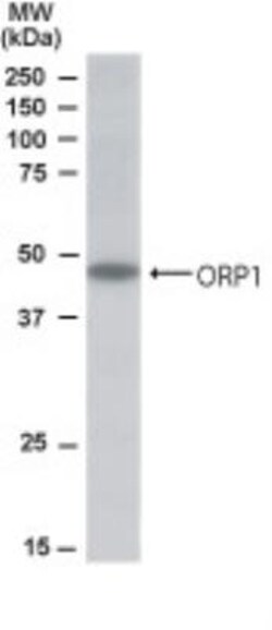 ORP1 Antibody, Novus Biologicals 0.1mg; Unlabeled:Antibodies, Polyclonal