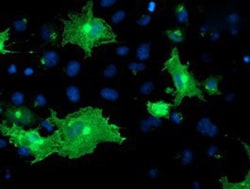 OSBP1 Antibody (OTI1F2), Novus Biologicals 0.1mL; Unlabeled:Antibodies,