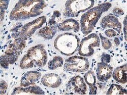 OSBP1 Antibody (OTI1F2), Novus Biologicals 0.1mL; Unlabeled:Antibodies,