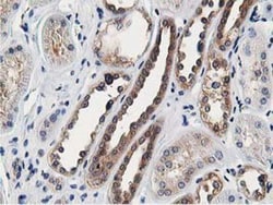 OSBP1 Antibody (OTI1F2), Novus Biologicals 0.1mL; Unlabeled:Antibodies,