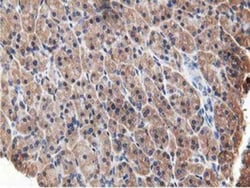 OSBP1 Antibody (OTI1F2), Novus Biologicals 0.1mL; Unlabeled:Antibodies,