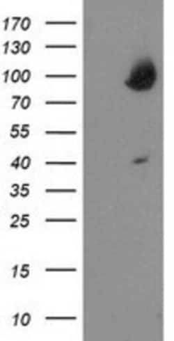 OSBP1 Antibody (OTI1F2), Novus Biologicals 0.1mL; Unlabeled:Antibodies,