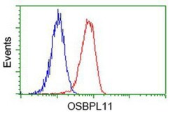 OSBPL11 Antibody (OTI6A6), Novus Biologicals 0.1mL; Unlabeled:Antibodies,