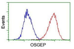 OSGEP Antibody (OTI9E3), Novus Biologicals 0.1mL; Unlabeled:Antibodies,