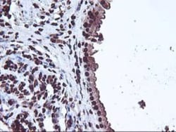 OSGEP Antibody (OTI9E3), Novus Biologicals 0.1mL; Unlabeled:Antibodies,