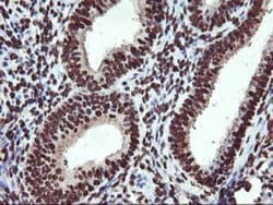 OSGEP Antibody (OTI9E3), Novus Biologicals 0.1mL; Unlabeled:Antibodies,