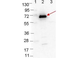 OspC Antibody, Novus Biologicals 0.1mg; Unlabeled:Antibodies, Polyclonal