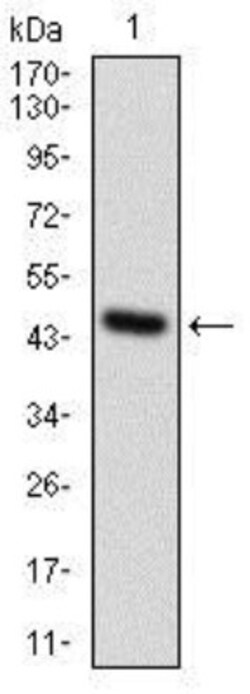 Osteoactivin/GPNMB Antibody (7C10E5) - BSA Free, Novus Biologicals:Antibodies:Primary