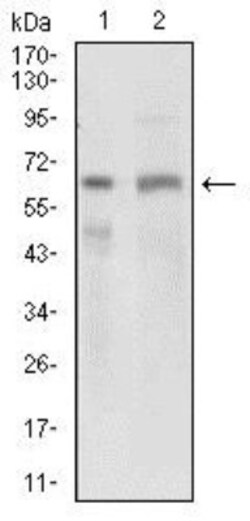 Osteoactivin/GPNMB Antibody (7C10E5) - BSA Free, Novus Biologicals:Antibodies:Primary