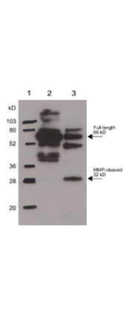 Osteopontin/OPN Antibody, Novus Biologicals 0.2mL; Unlabeled:Antibodies,