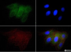 Osteopontin/OPN Antibody (1B20) - BSA Free, Novus Biologicals:Antibodies:Primary