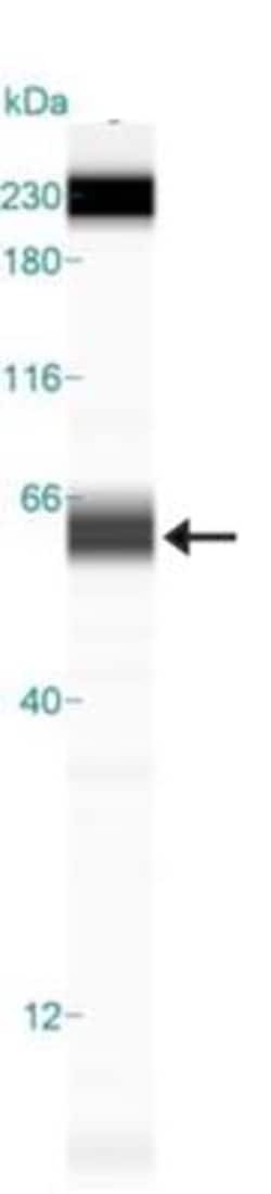 Osteopontin/OPN Antibody (1B20) - BSA Free, Novus Biologicals:Antibodies:Primary