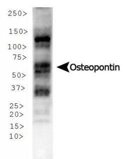 Osteopontin/OPN Antibody (1B20) - BSA Free, Novus Biologicals:Antibodies:Primary