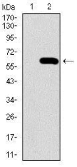 Osteopontin/OPN Antibody (7C5H12) - BSA Free, Novus Biologicals 0.1mL;