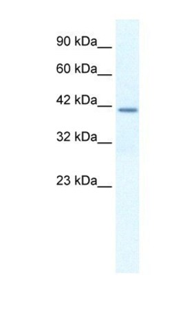 Osteopontin/OPN Antibody, Novus Biologicals 0.1mg; Unlabeled:Antibodies,