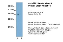 Osteopontin/OPN Antibody, Novus Biologicals 0.1mg; Unlabeled:Antibodies,