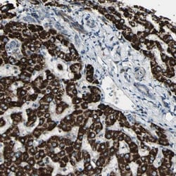 OSTM1 Antibody, Novus Biologicals:Antibodies:Primary Antibodies