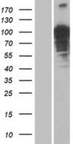 Novus Biologicals&trade;&nbsp;OTUD4 Overexpression Lysate