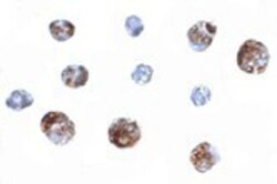 OTUD4 Antibody - BSA Free, Novus Biologicals 0.025 mg, Unconjugated:Antibodies,