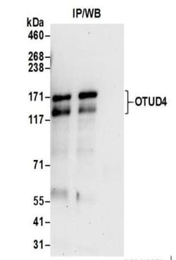 OTUD4 Antibody, Novus Biologicals 0.1mL:Antibodies, Polyclonal