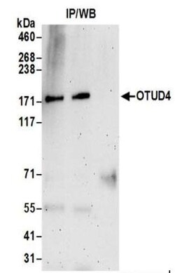 OTUD4 Antibody, Novus Biologicals 0.1mL:Antibodies, Polyclonal
