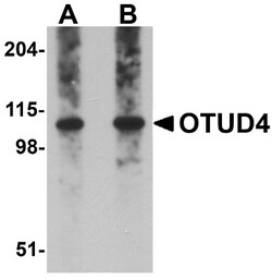 OTUD4 Antibody - BSA Free, Novus Biologicals 0.025 mg, Unconjugated:Antibodies,