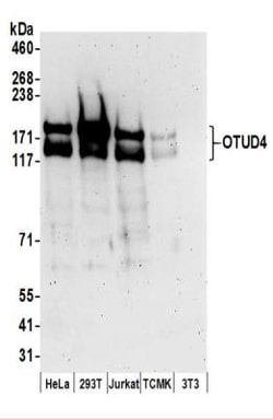 OTUD4 Antibody, Novus Biologicals 0.1mL:Antibodies, Polyclonal