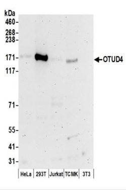 OTUD4 Antibody, Novus Biologicals 0.1mL:Antibodies, Polyclonal