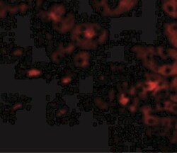 OTUD5 Antibody - BSA Free, Novus Biologicals 0.025 mg, Unconjugated:Antibodies,