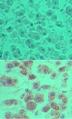 OTUD5 Antibody, Novus Biologicals:Antibodies:Primary Antibodies