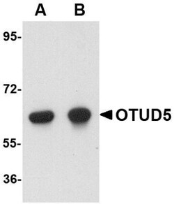 OTUD5 Antibody - BSA Free, Novus Biologicals 0.025 mg, Unconjugated:Antibodies,