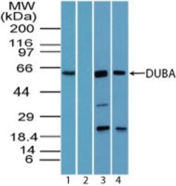 OTUD5 Antibody, Novus Biologicals:Antibodies:Primary Antibodies