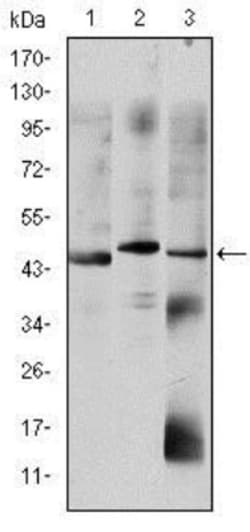 Otx2 Antibody (1H12C4B5), Novus Biologicals 0.025 mL, Unlabeled:Antibodies,