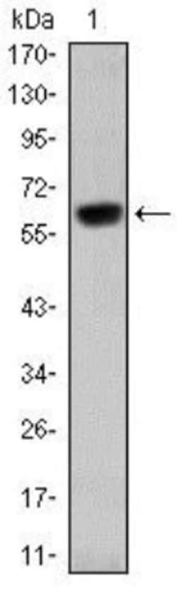 Otx2 Antibody (1H12G8B2), Novus Biologicals 0.1mL; Unlabeled:Antibodies,