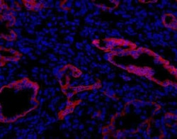 Oval Cell Marker Antibody (MIC1-1C3) - BSA Free, Novus Biologicals:Antibodies:Primary