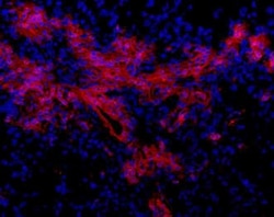 Oval Cell Marker Antibody (OC2-3C5), Novus Biologicals 0.1mL; Unlabeled:Antibodies,