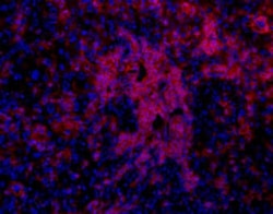 Oval Cell Marker Antibody (OC2-4E8), Novus Biologicals 0.1mL; Unlabeled:Antibodies,