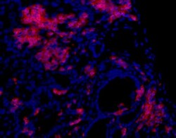 Oval Cell Marker Antibody (OC2-6E10), Novus Biologicals 0.025mL; Unlabeled:Antibodies,