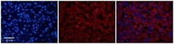 OVCA1 Antibody, Novus Biologicals:Antibodies:Primary Antibodies