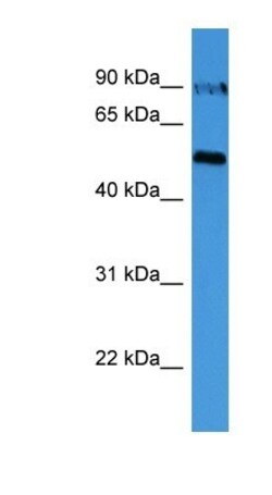 OVGP1 Antibody, Novus Biologicals:Antibodies:Primary Antibodies