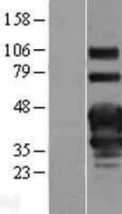 Novus Biologicals&trade;&nbsp;OX40/TNFRSF4 Overexpression Lysate