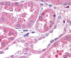 OXGR1/GPR80/P2Y15 Antibody - BSA Free, Novus Biologicals 0.05mL; Unlabeled:Antibodies,