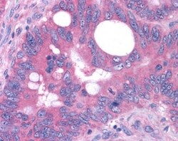 OXGR1/GPR80/P2Y15 Antibody - BSA Free, Novus Biologicals 0.05mL; Unlabeled:Antibodies,