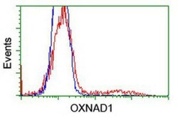 OXNAD1 Antibody (OTI1D1), Novus Biologicals 0.1mL; Unlabeled:Antibodies,