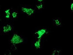 OXNAD1 Antibody (OTI1D1), Novus Biologicals 0.1mL; Unlabeled:Antibodies,
