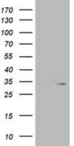 OXNAD1 Antibody (OTI1D1), Novus Biologicals 0.1mL; Unlabeled:Antibodies,