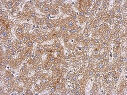 OXSM Antibody, Novus Biologicals 0.1mL; Unlabeled:Antibodies, Polyclonal