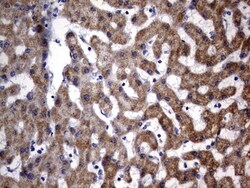 OXSM Antibody (OTI4E10), Novus Biologicals 0.1mL; Unlabeled:Antibodies,